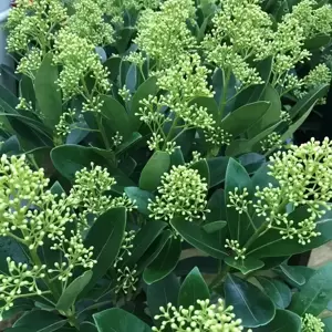 Skimmia japonica 'Finchy' (M)